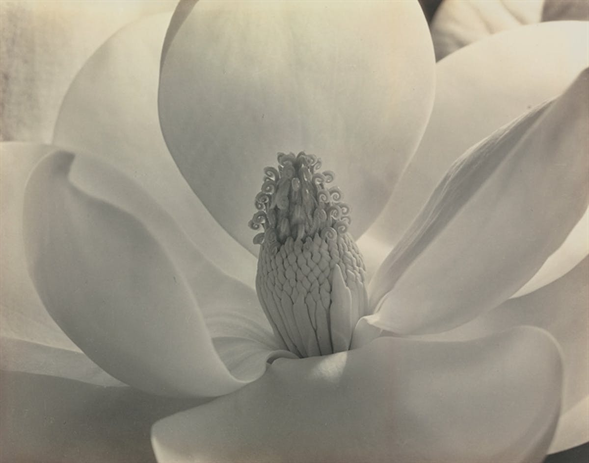 Imogen Cunningham, ”Magnolia Blossom” år 1925. Foto: Christie’s.