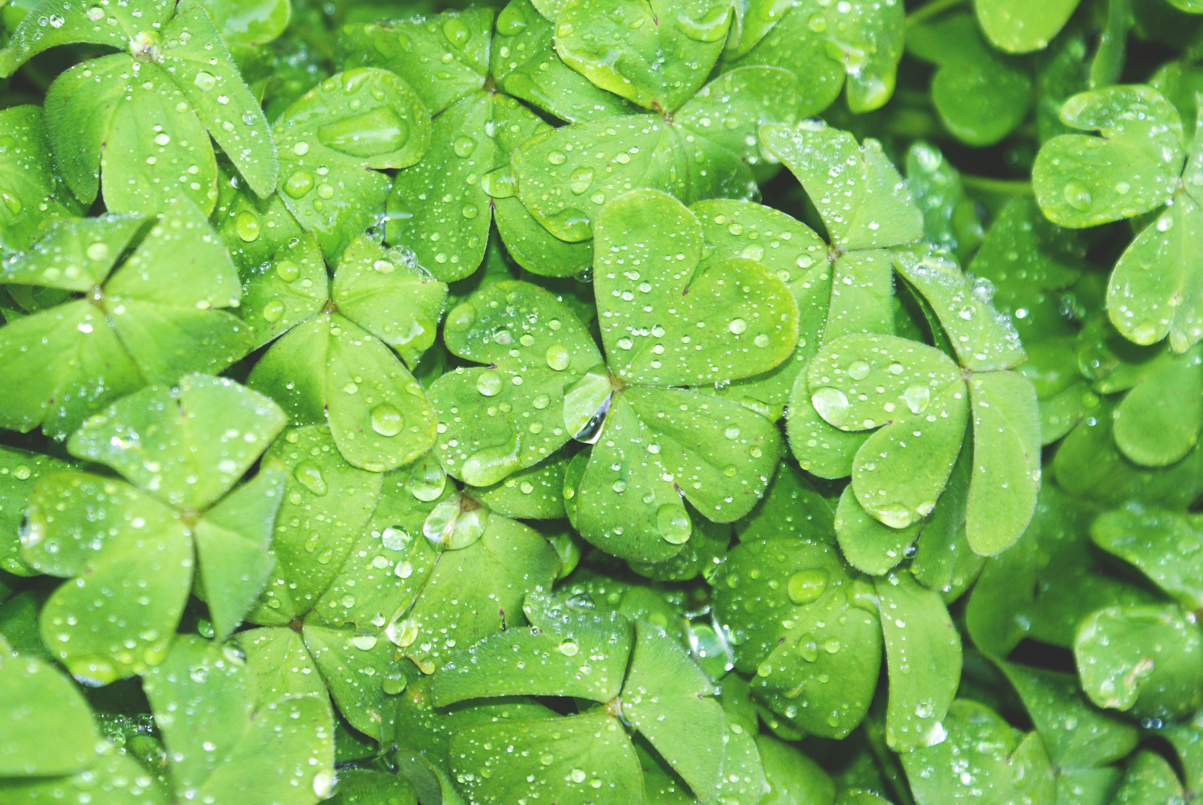 Shamrocks