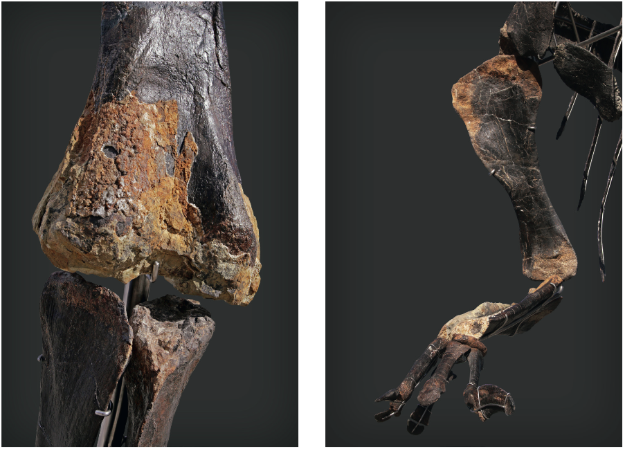 Fragments de peaux visibles sur le squelette SKINNY, image © Aguttes