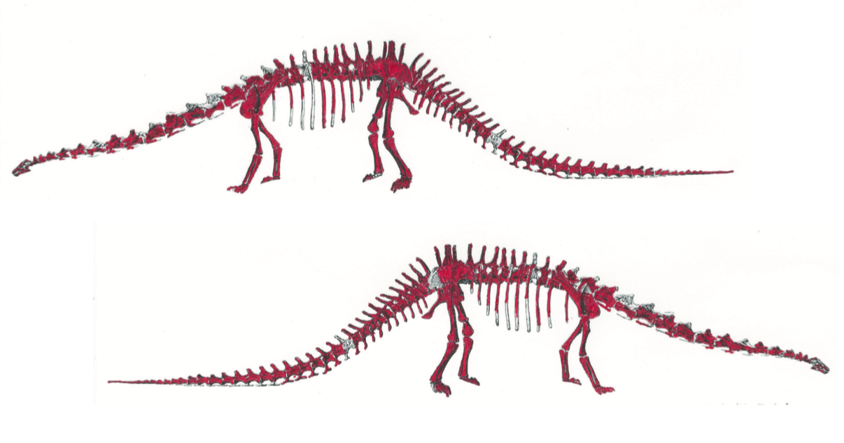Cartes ostéologiques des deux profils de SKINNY présentant en rouge les os authentiques, image © Aguttes