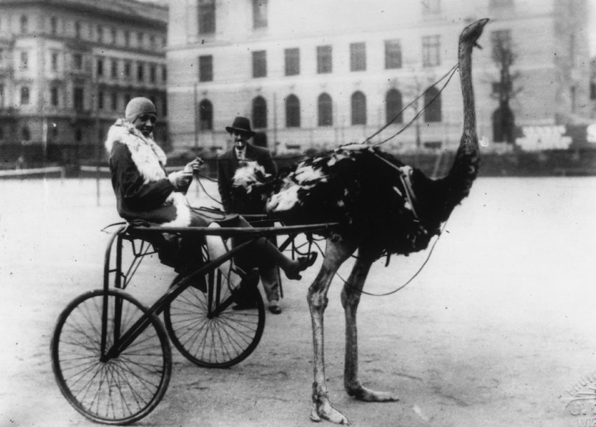 Links: 1926 lenkte Josephine Baker eine Straußen-Kutsche durch Berlin | Foto: spiegel.de