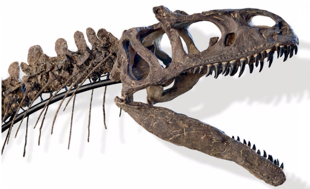 Détail de la machoire du squelette complet de dinosaure Allosaure marsh 1877